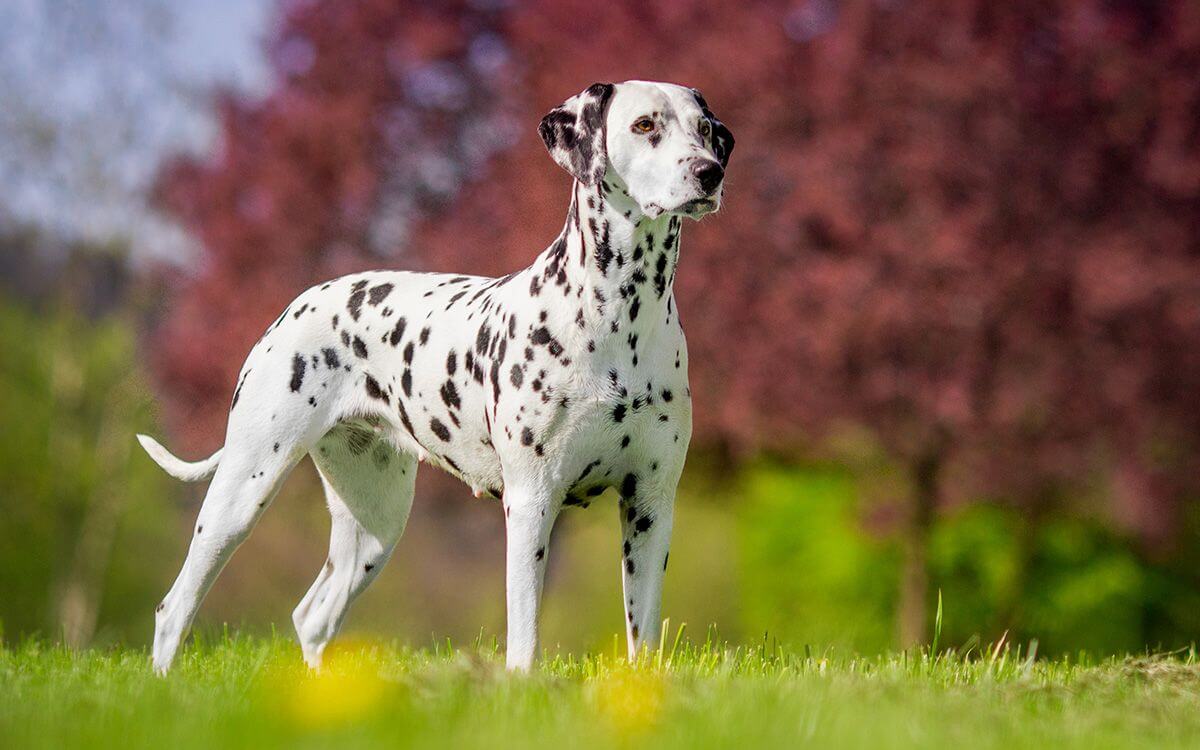 Jak vybrat elektronický obojek pro dalmatina