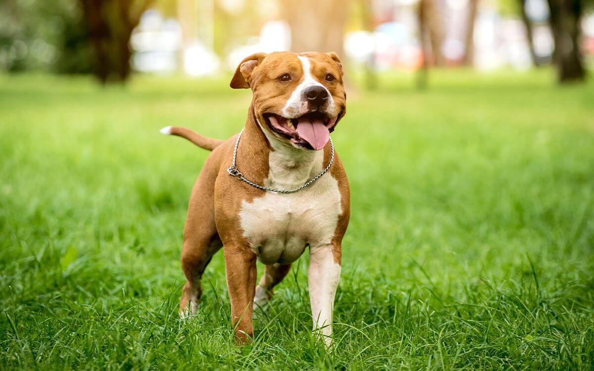 Jak wybrać obrożę elektroniczną dla American Staffordshire Terriera?