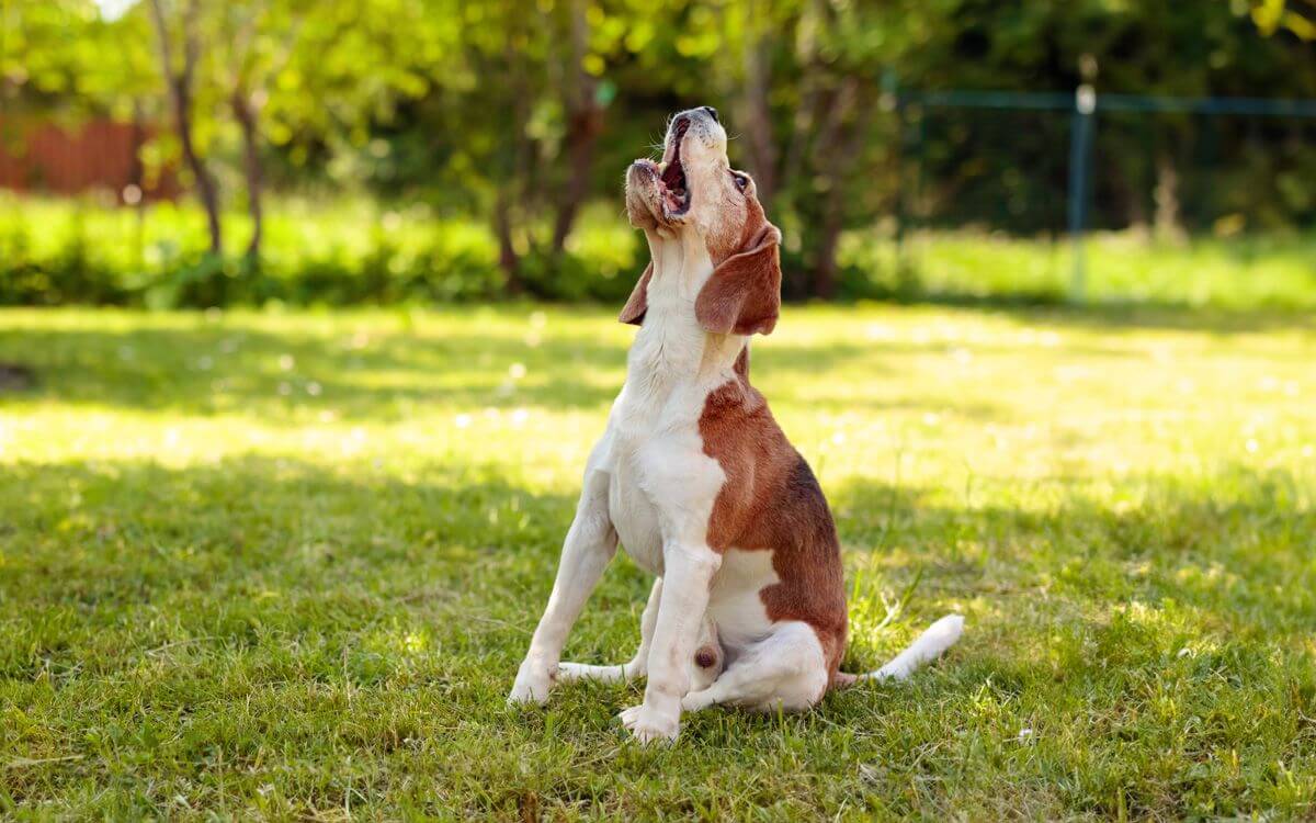 Obroża antyszczekowa dla psa: kiedy należy jej używać?