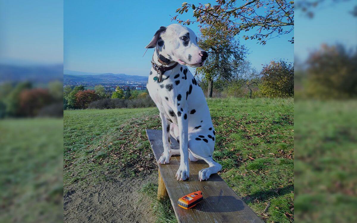 "d-control professional 2000 mini - cudowny i bardzo dyskretny"mówi Kateřina Pernicová 