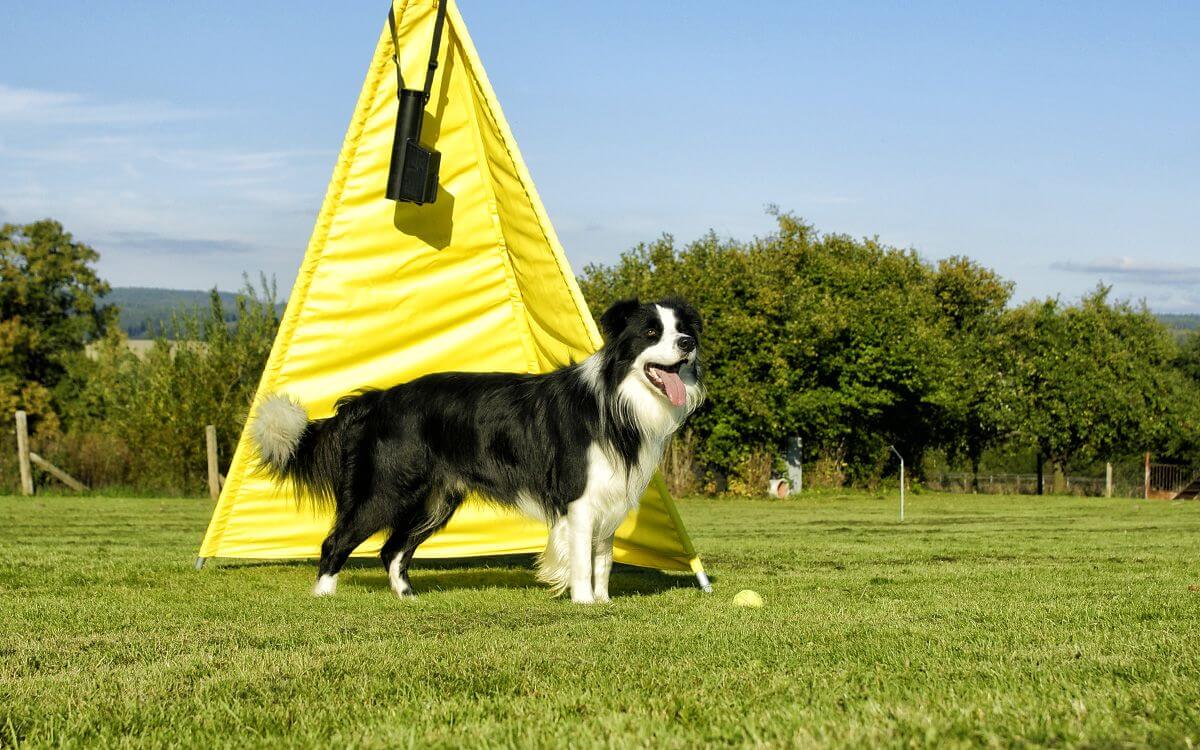 Zajmujesz się kynologią sportową? Użyj miotacza piłek dla psów