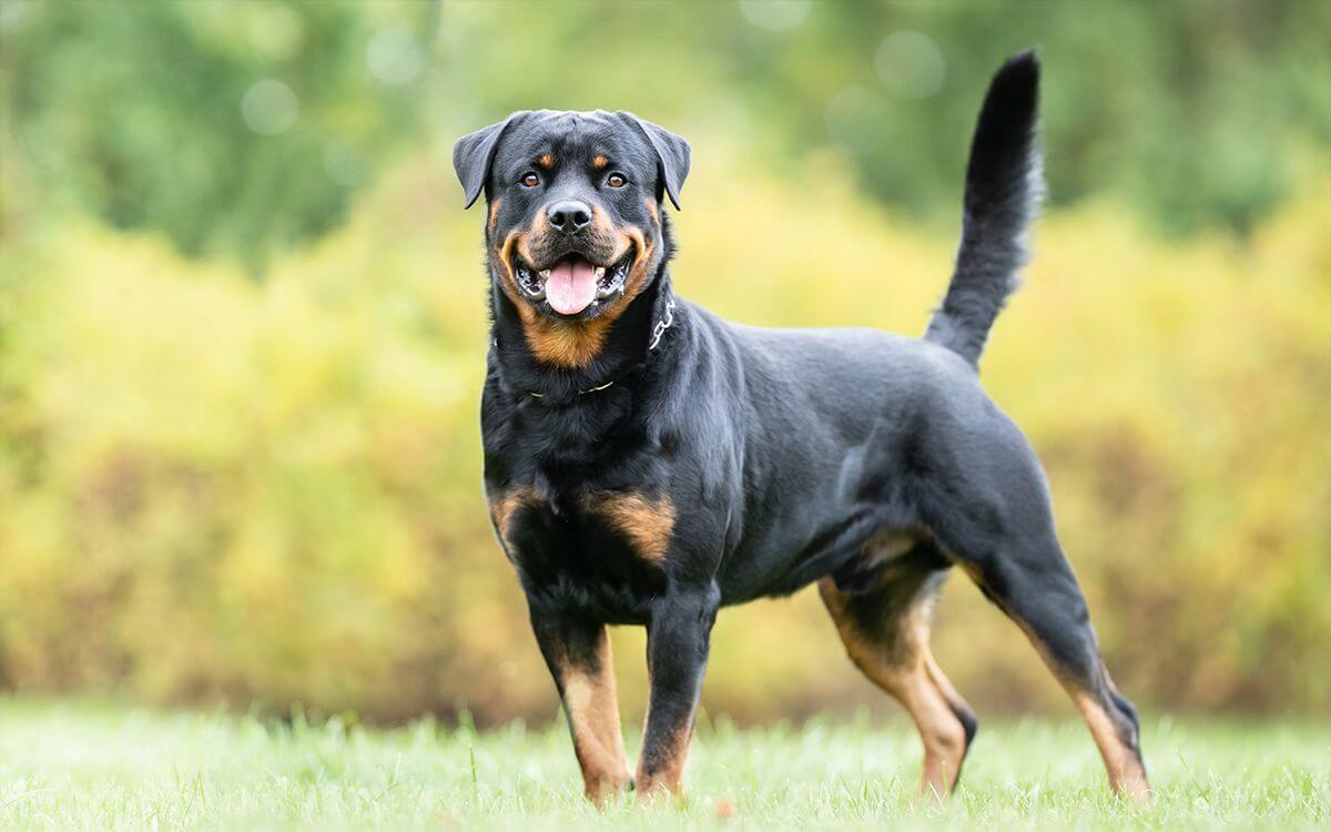 Jak wybrać obrożę elektroniczną dla rottweilera?
