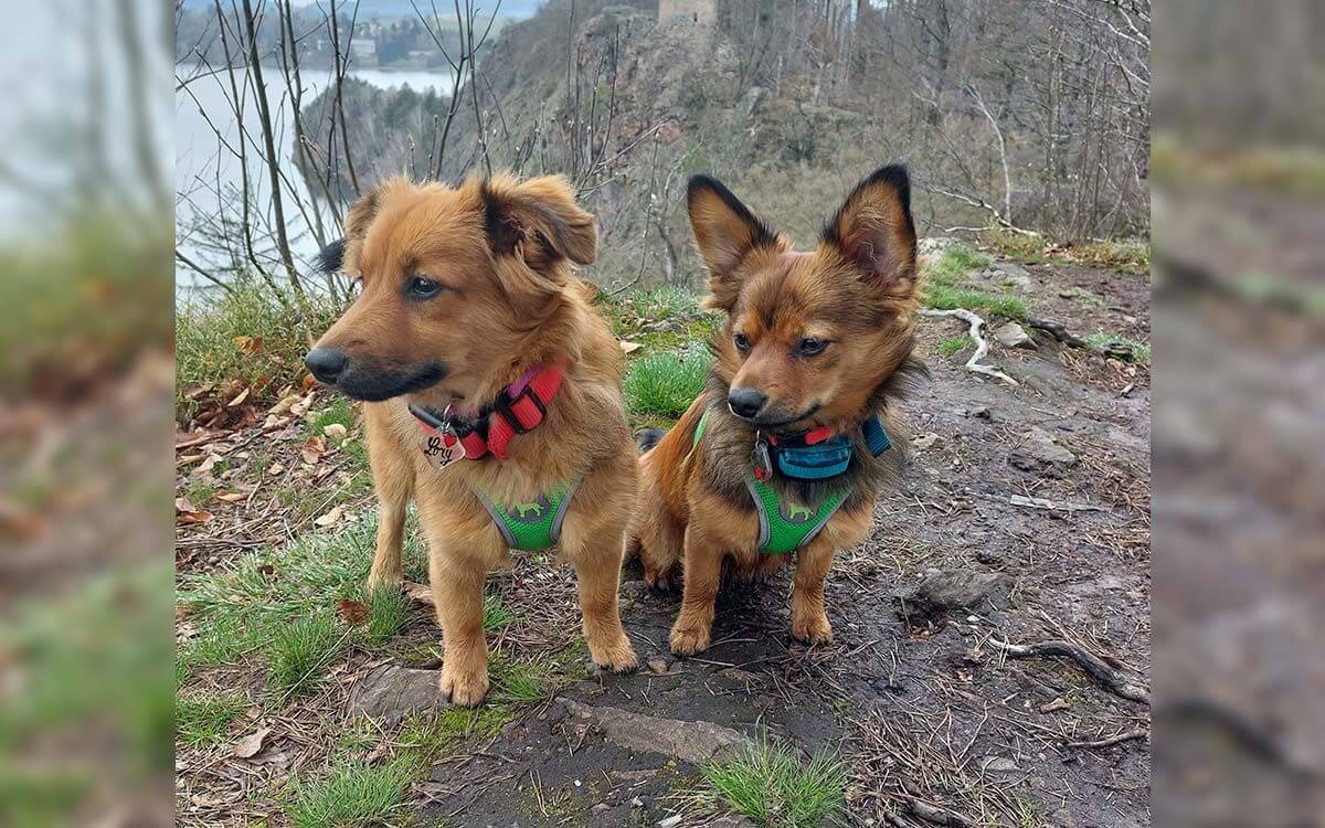 "Nasze dziewczynki używają obroży treningowych d-control i jestem z nich bardzo zadowolona"mówi Bohdana Jüthnerová 