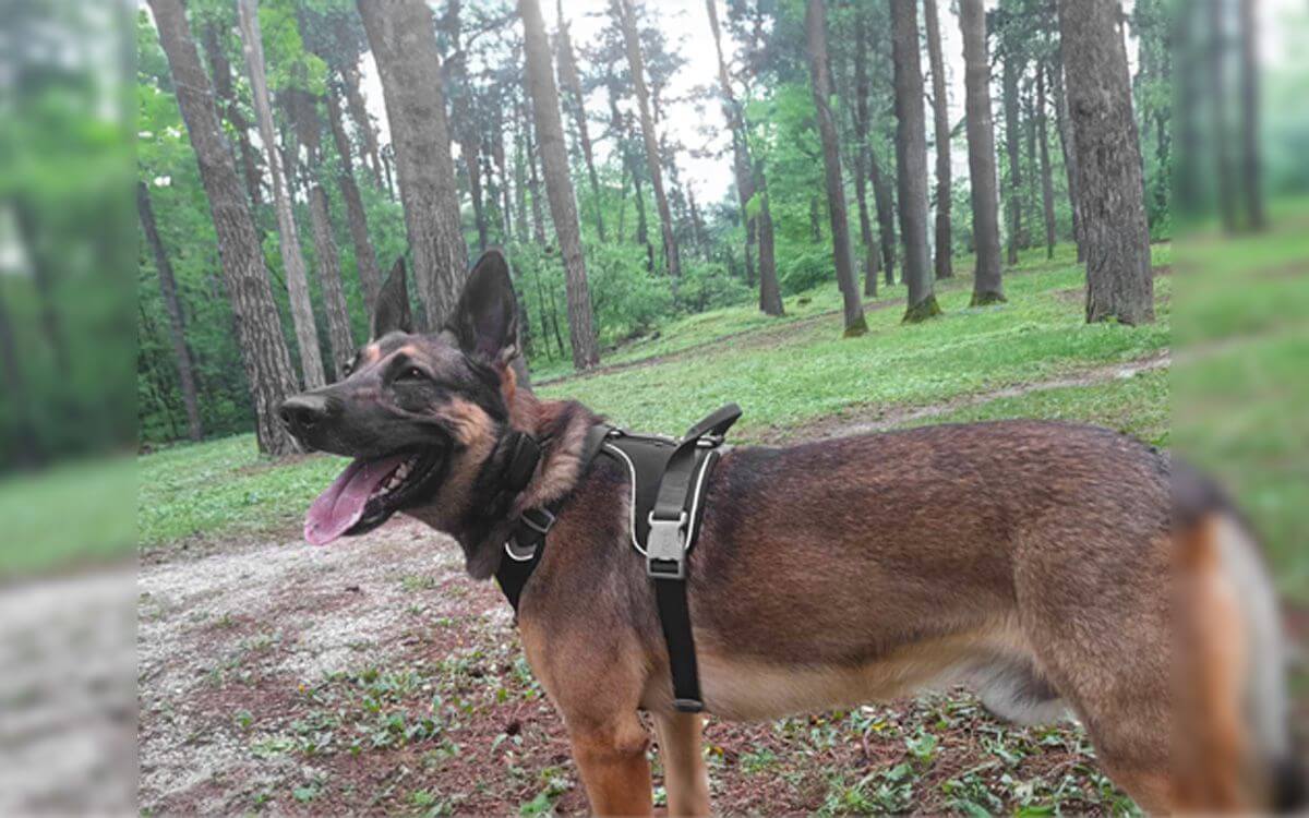 "Najbardziej cenię w tej obroży to, że pozwala na lepszą kontrolę — działa jak przedłużenie ręki przewodnika"mówi Miroslav Roško