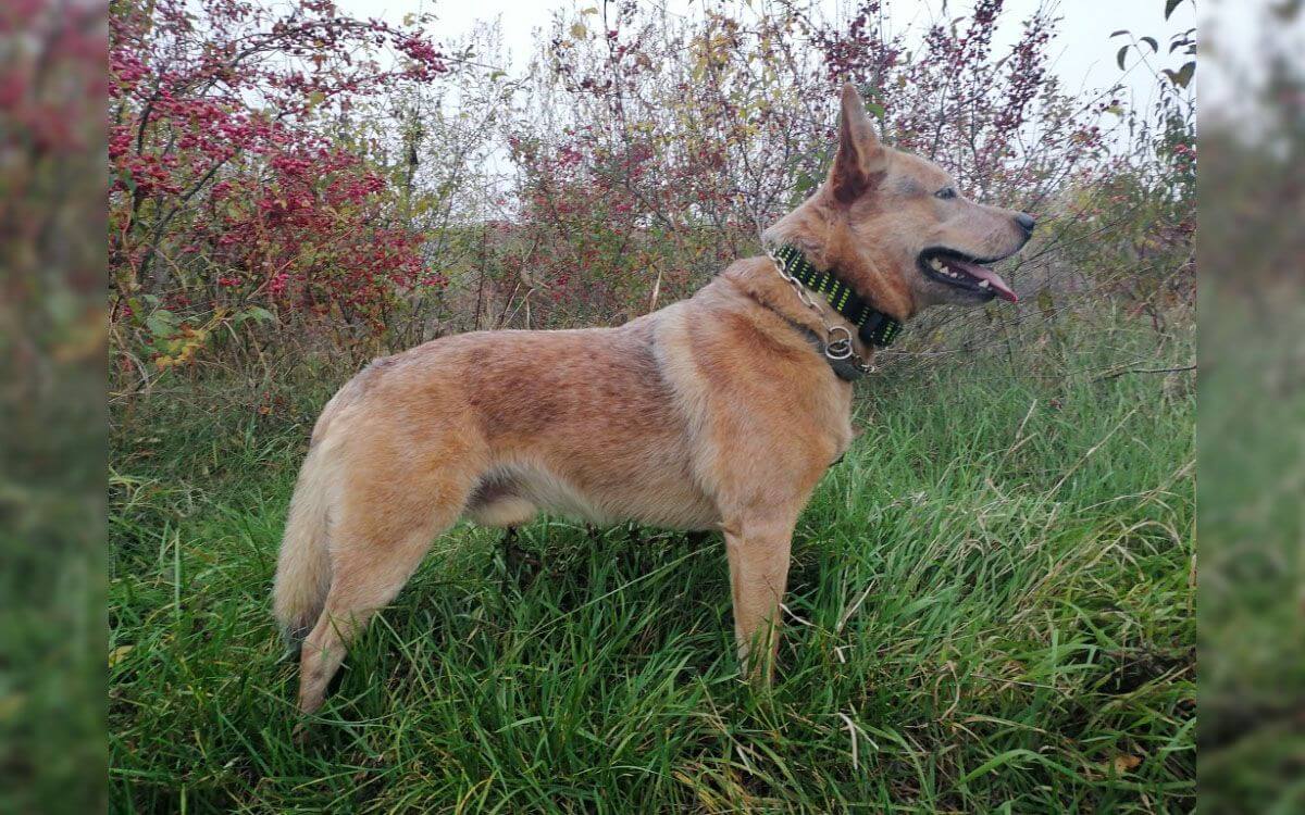 "Obroża treningowa jest dziedziczona z psa na psa"mówi Jindřiška Zapletalová