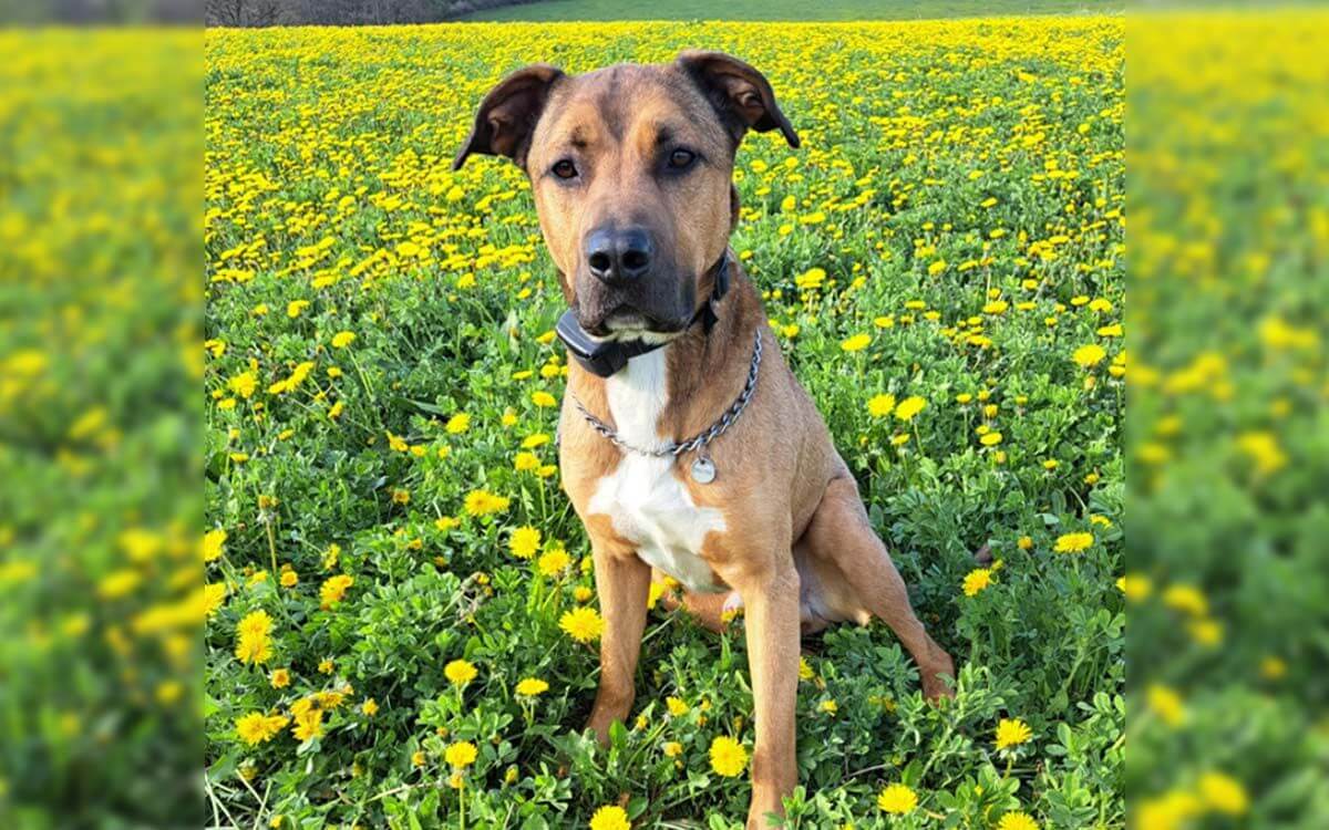 "Mamy obrożę d-control 600 i bardzo polecamy tego pomocnika"mówi Jitka Dupalová