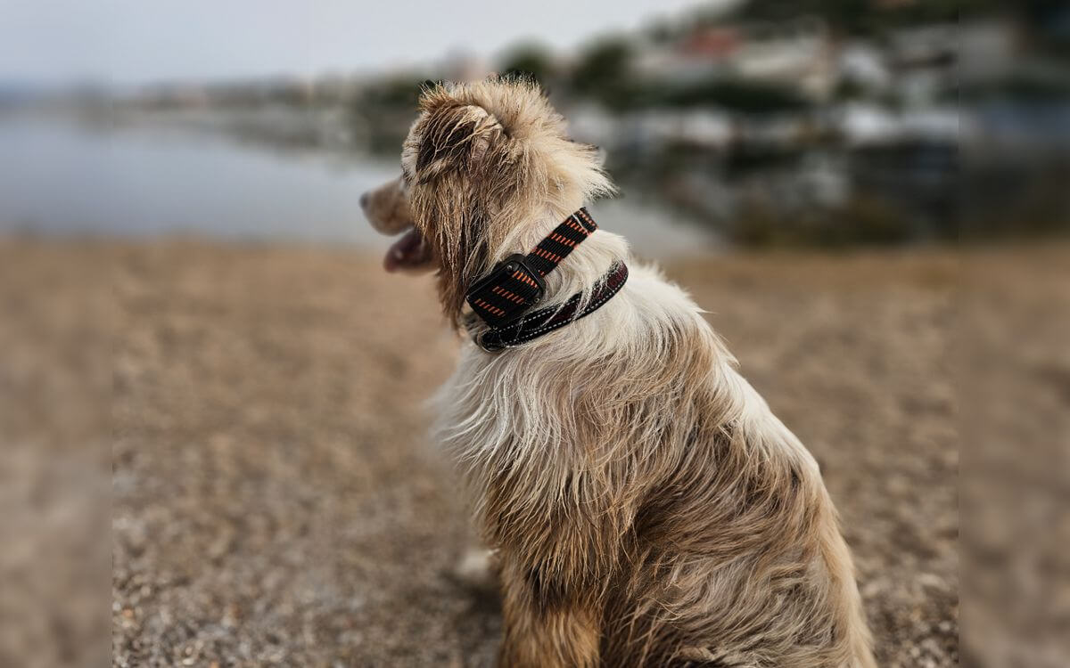 "Przetestowaliśmy wodoodporność obroży treningowej d-control 1600 na morzu"mówi Ivana Hejdová