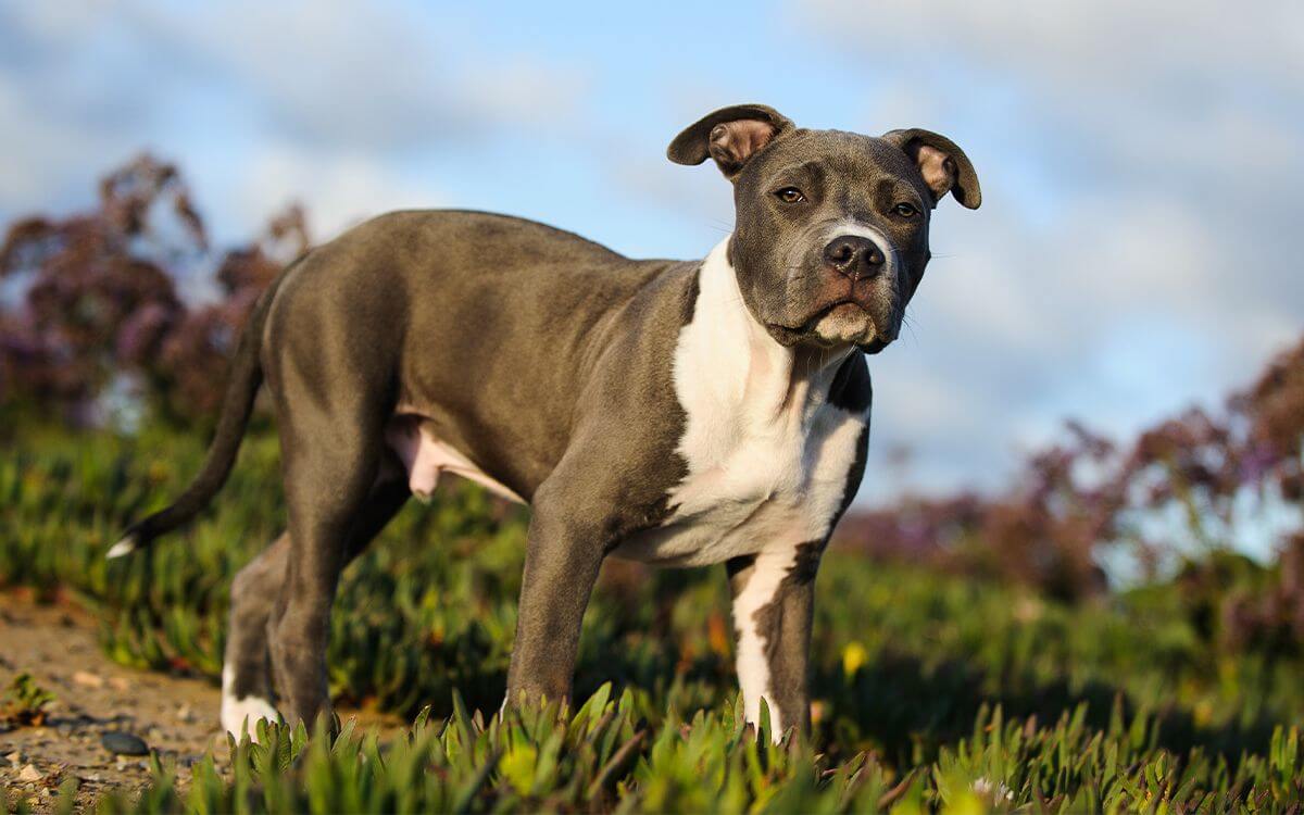 Jak wybrać obrożę elektroniczną dla American Pit Bull Terriera?