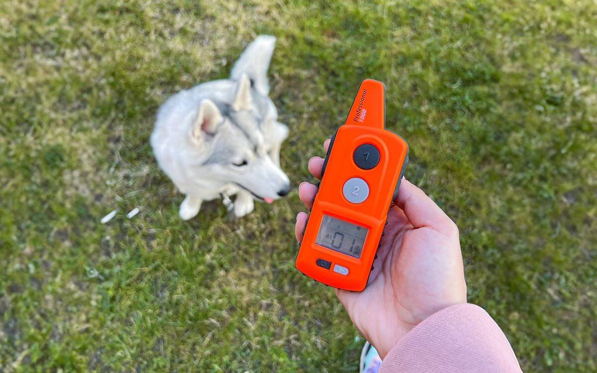 Základné pravidlá výcviku psa s elektronickým obojkom