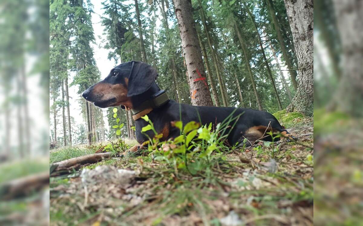 "Polecam obrożę elektroniczną d-control 400 wszędzie"mówi Lenka Popovičová