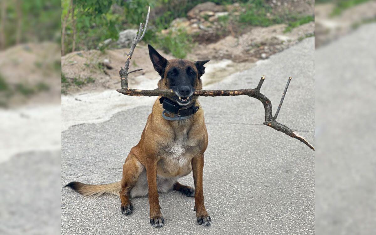 "Elektronický výcvikový obojok d-control 600 považujem za skvelý produkt"hovorí Markéta Shaaze