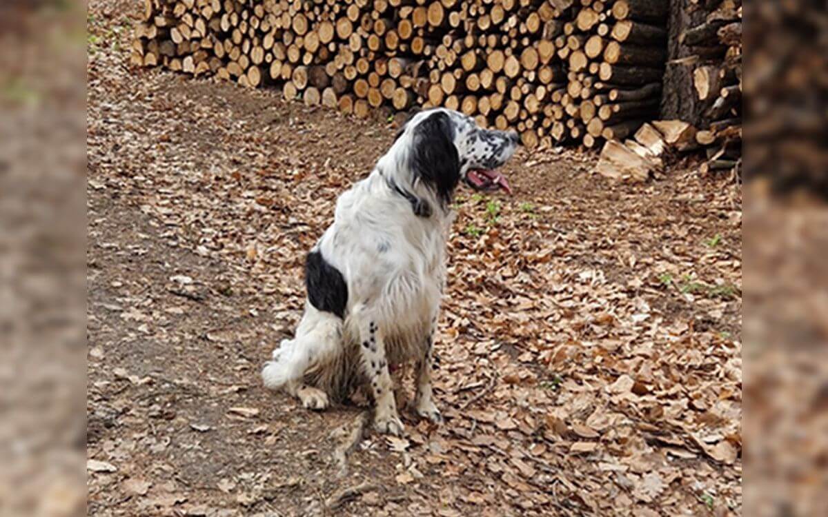 "Pre svojho Gampa používam elektronický obojok d-control professional 1000" hovorí Michal Sobotka