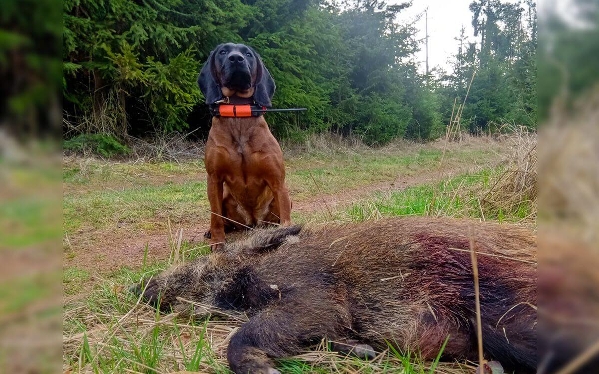 "Kupiłem DOG GPS X30T z polecenia moich kolegów myśliwych"mówi Ivo Vymětal