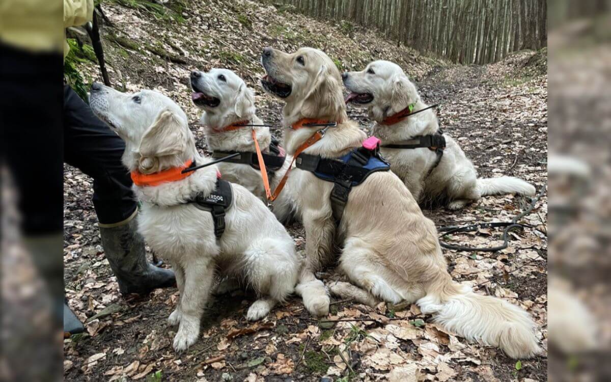 "Obstaral som lokalizačné obojky DOG GPS X30T pre bezpečný a voľný pohyb"hovorí Radoslav Pitoňák