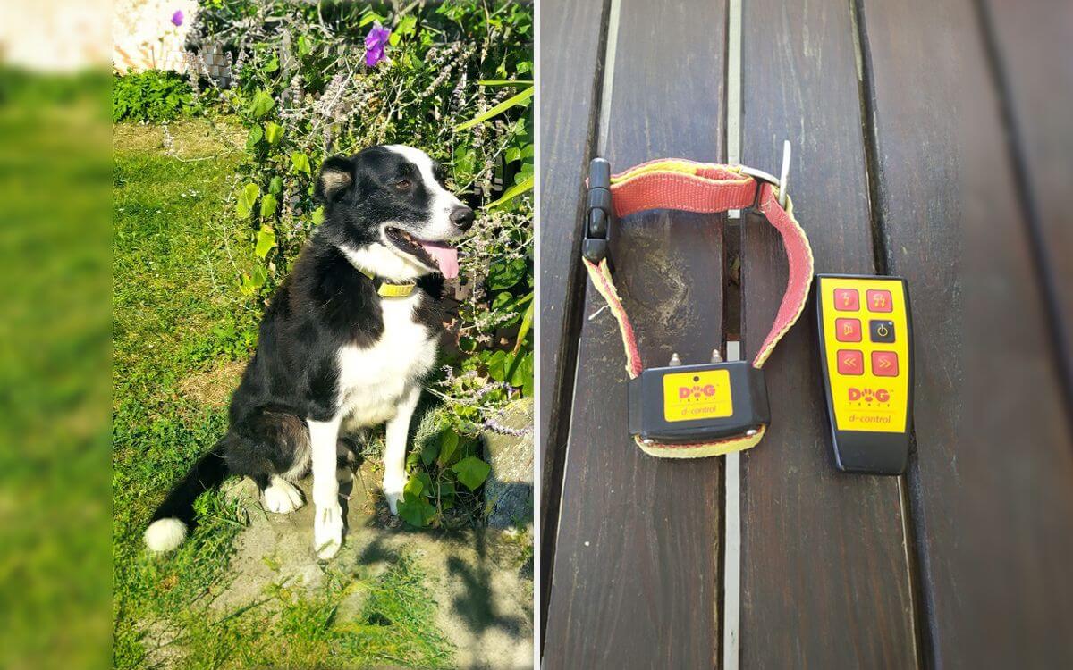 "Díky výcvikovému obojku d-control 250 jsem vycvičil více loveckých psů" říká Karel Zahradník