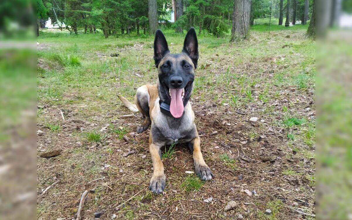 "Dzięki obroży d-control 600 nie musimy trzymać oczu na nagrodzie"mówi Martina Pirklová