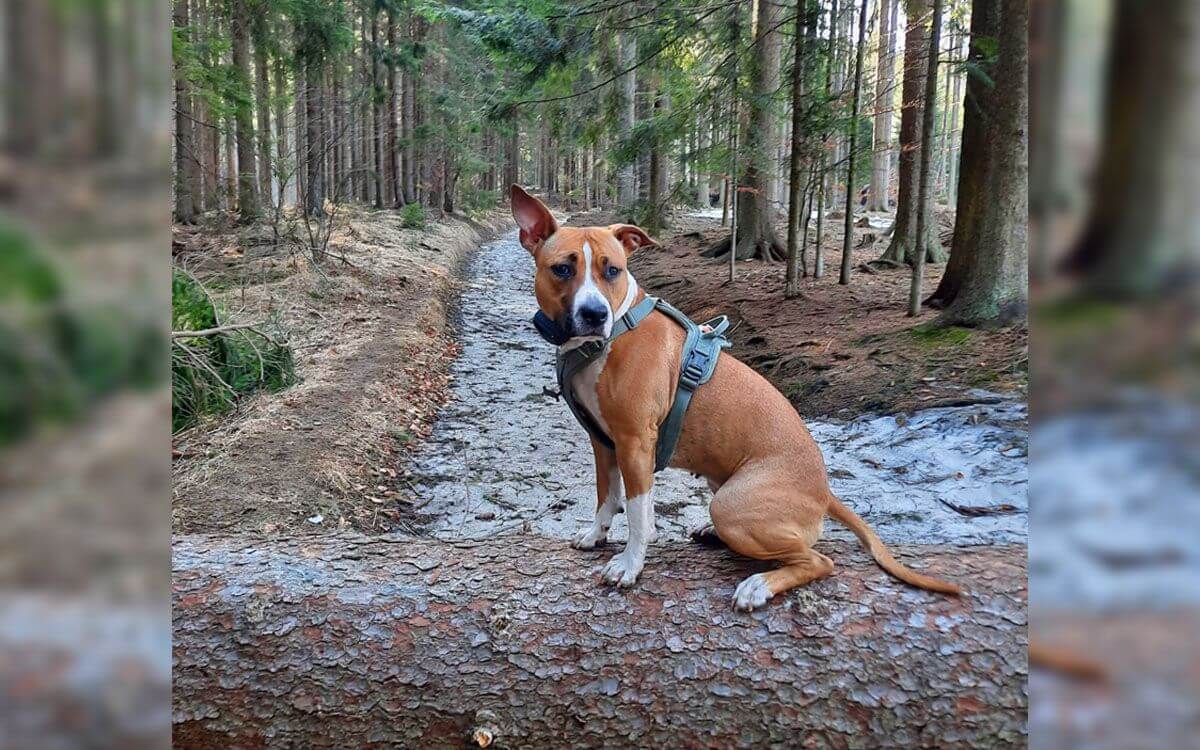"Dzięki obroży treningowej d-control 400 możemy dać naszej Mai wolność"mówi Žaneta Onderková