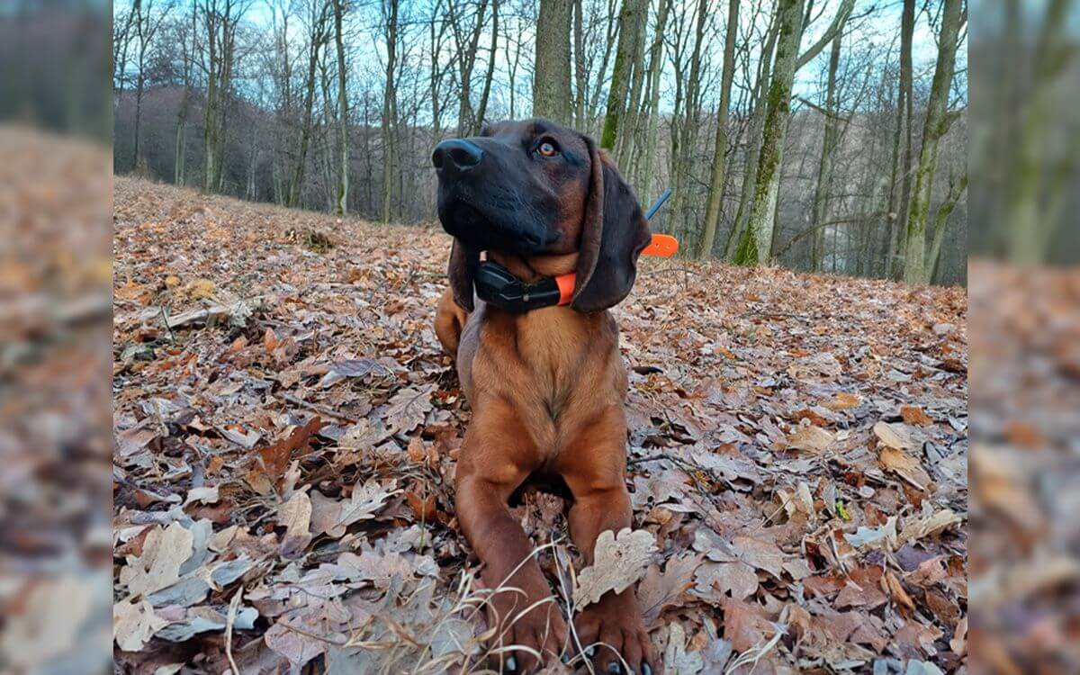 "Lokalizator psów DOG GPS X30T spełnił moje oczekiwania"mówi Erik Hagara