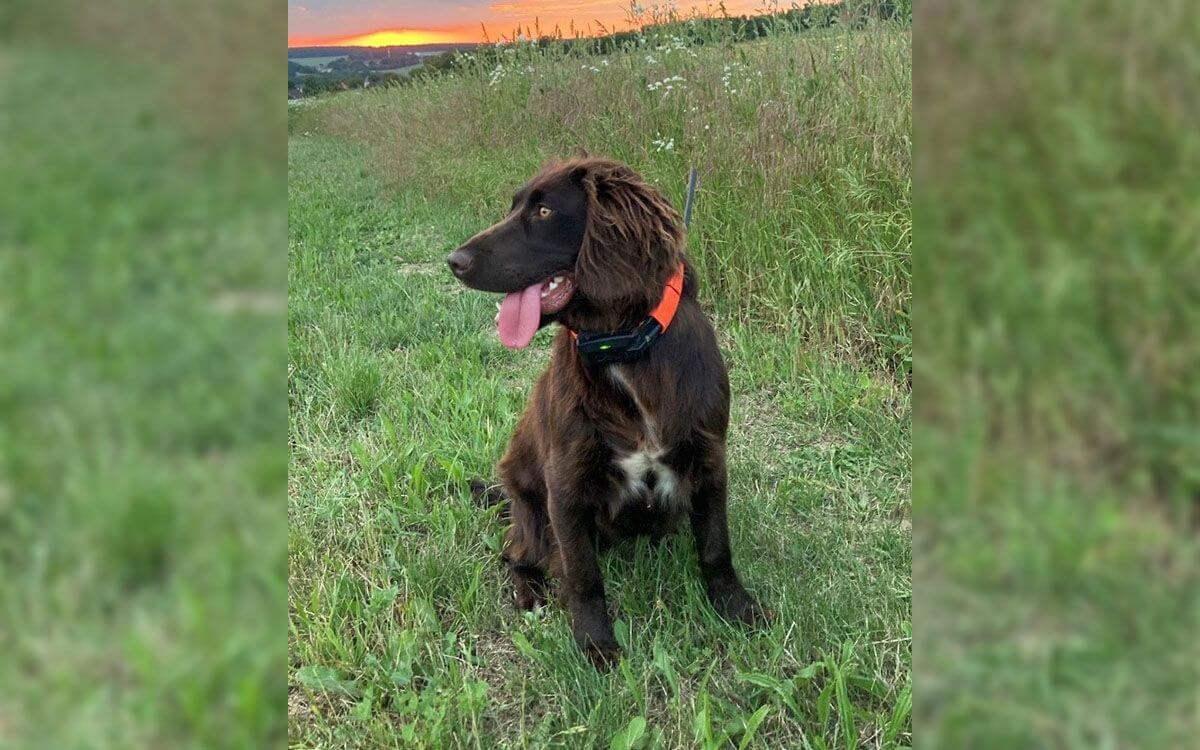 "Jesteśmy bardzo zadowoleni z obroży DOG GPS X30T"mówi Simona Koláčková