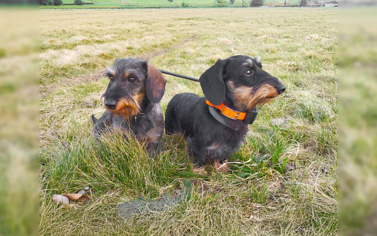 "Bez obroży DOG GPS X30 Short nie chodzimy już na spacery"mówi Eva Matušínská