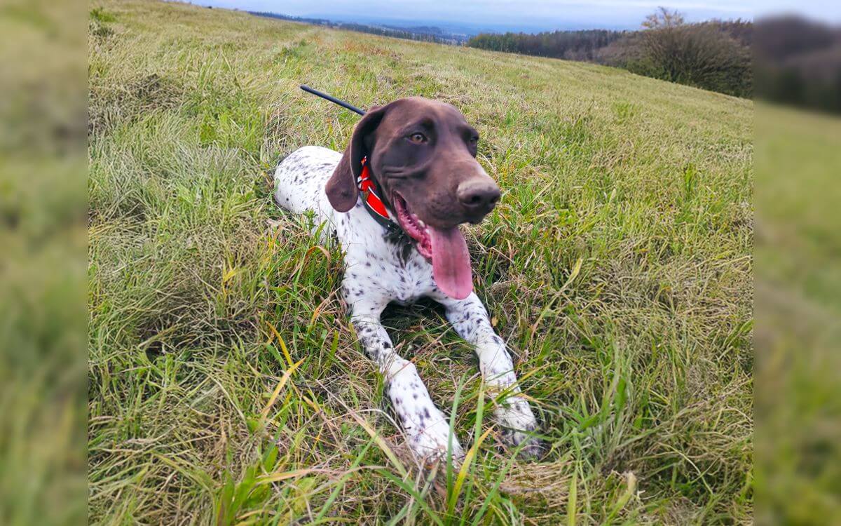 "Używam obroży DOG GPS X30B jako zabezpieczenia przed ucieczką Roky'ego"mówi Pavel Michálek