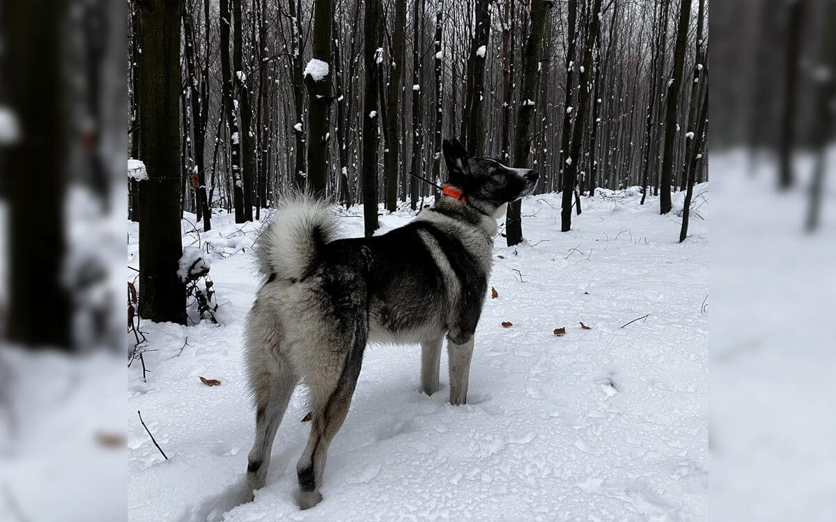 "U obojku DOG GPS X30T oceňujem funkciu plotu"hovorí Jana Manfrinová