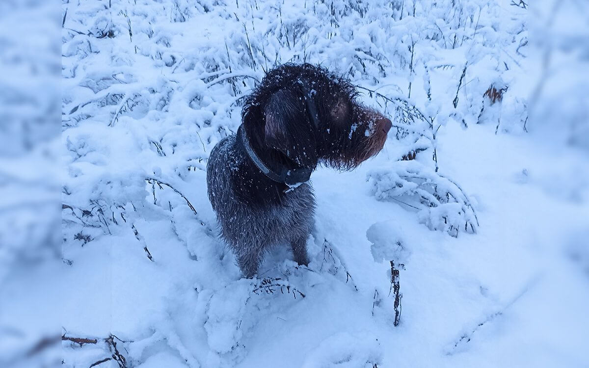 "Nasza Agata doskonale współpracuje z obrożą d-control 600"mówi Jiří Štěpánek