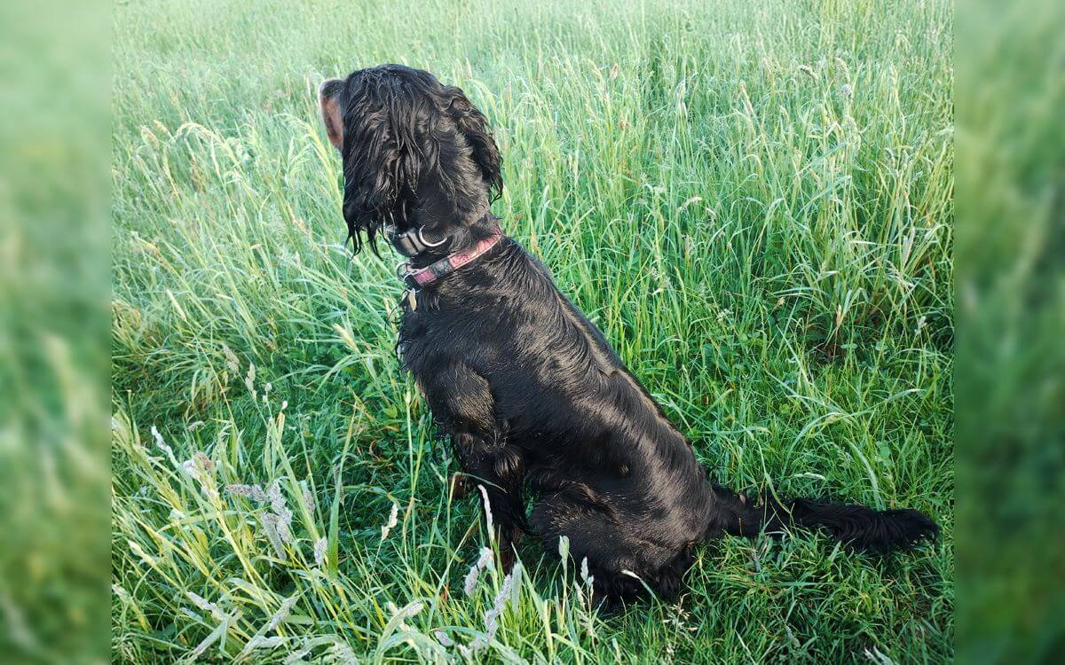 "Nazywam obrożę d-control 600 przedłużoną smyczą"mówi Lenka Klimentová