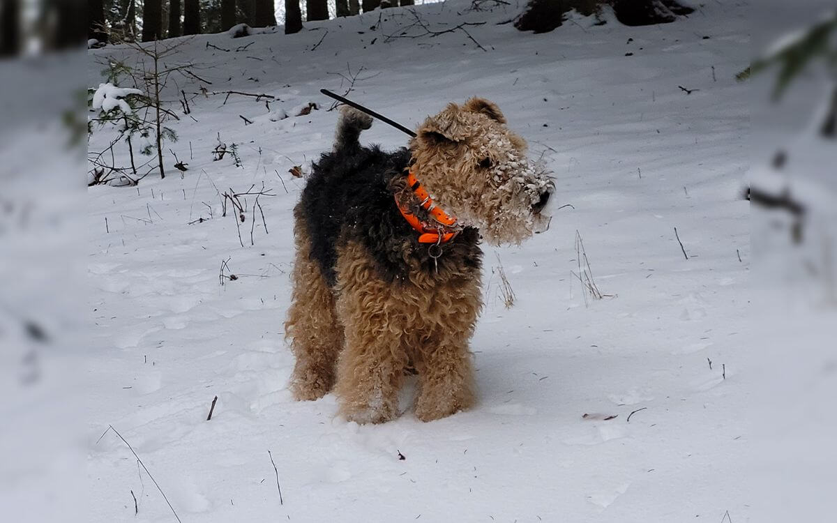 "Używam obroży DOG GPS X30T praktycznie codziennie"mówi Vlastislav Diblík