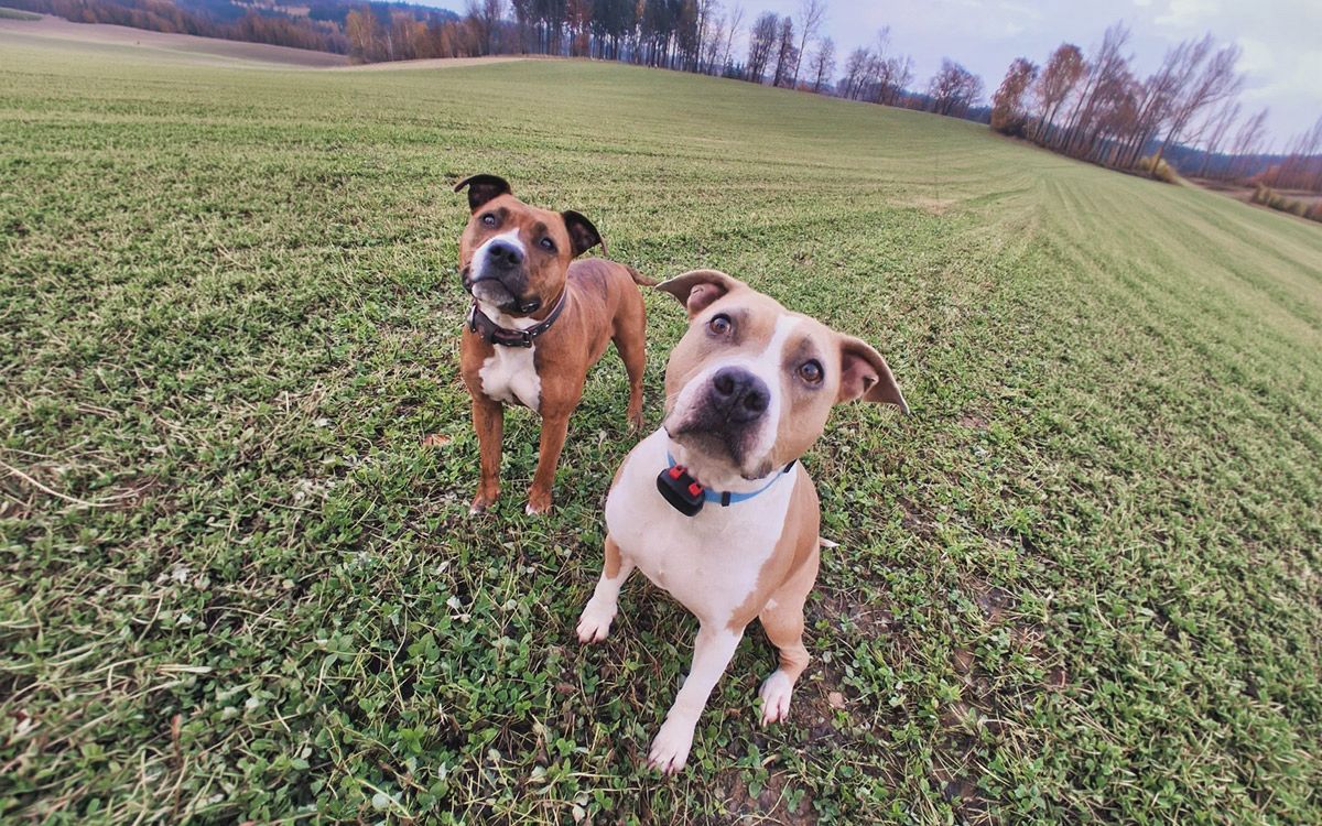 "DOG GPS mini lokátor hodnotíme 10/10"říká Tereza