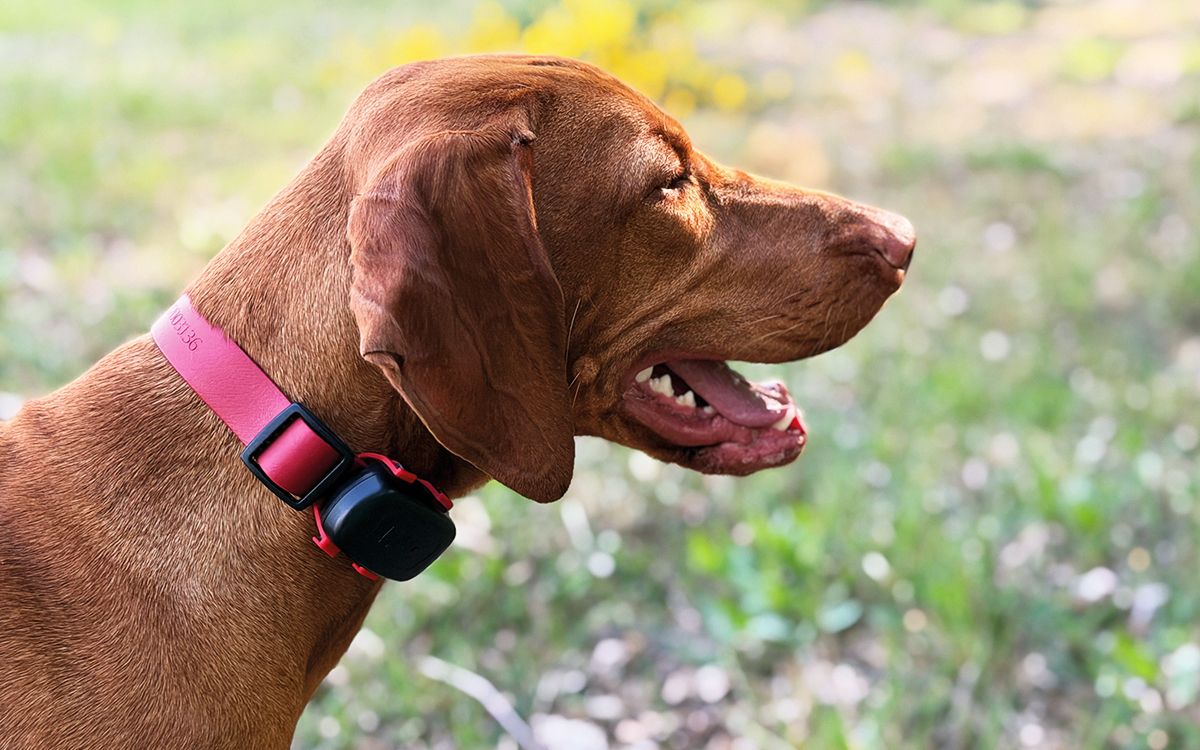 „Otestovali sme DOG GPS mini lokátor“hovorí Natália