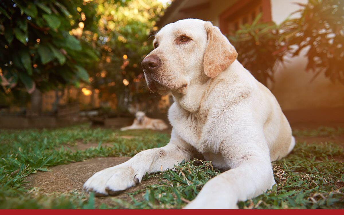 Používanie neviditeľného plotu a privykanie psa naň