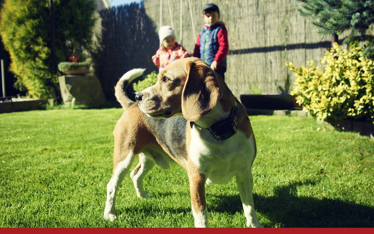 Neviditeľný plot? Nie sci-fi, ale skvelý pomocník