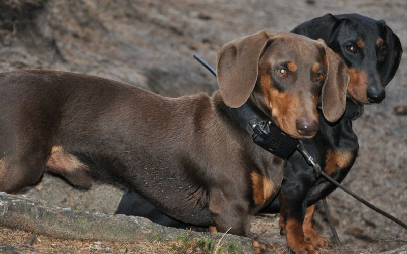 Lovecká vášeň jazvečíkov je silná
