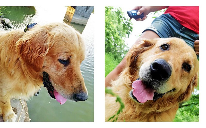 Aj starý pes sa môže naučiť nové triky