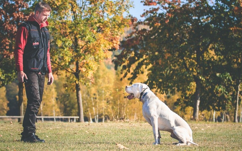 Electronic Training Collars: Myths and Facts