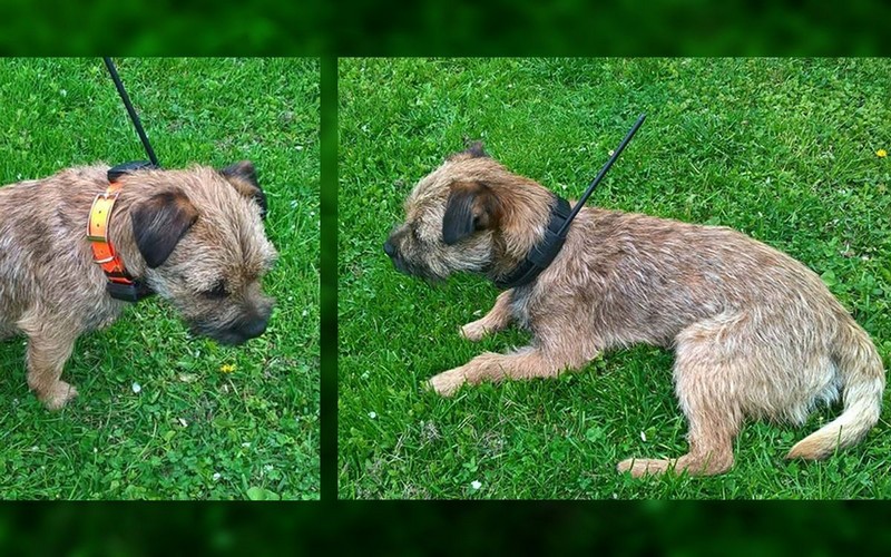 Border teriér s DOG GPS X20