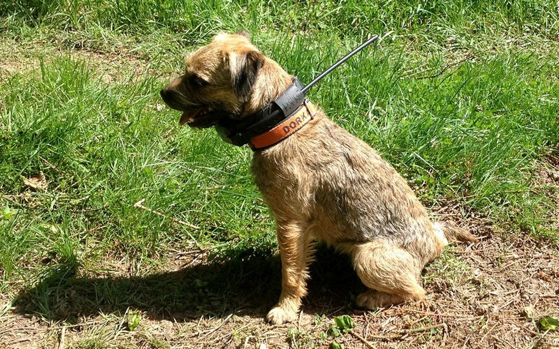 Obojek ji vůbec nijak neomezuje v pohybu