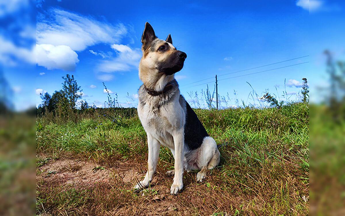 Už žiadne prechádzky pre východoeurópskeho ovčiaka