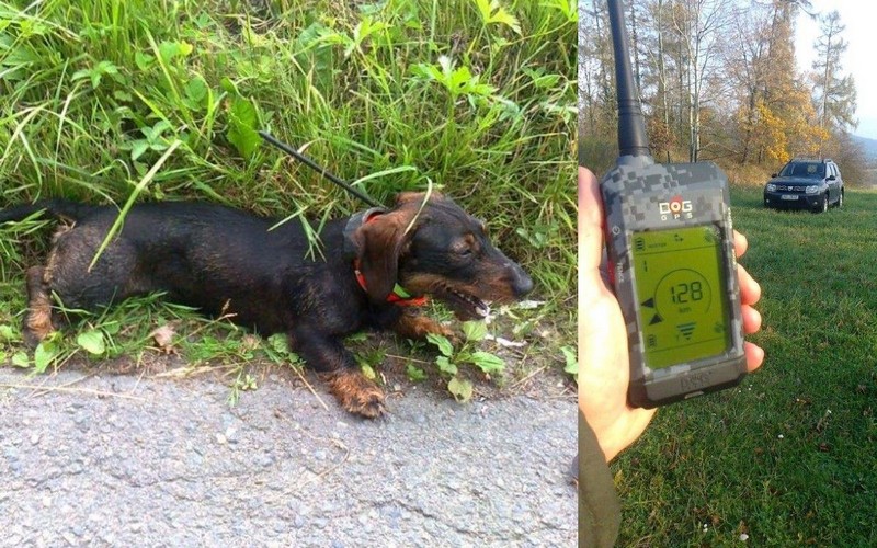 Pes byl vzdálen i přes 4 km v zalesněném a nerovném terénu