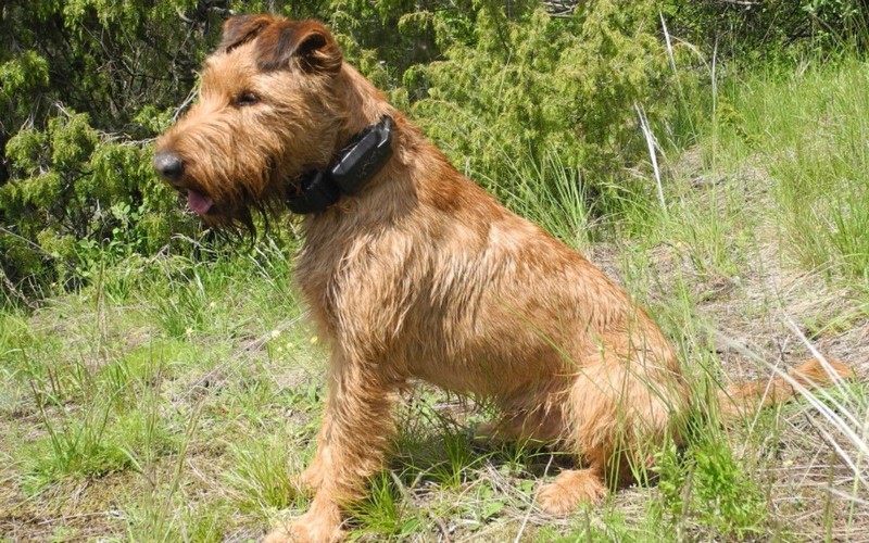 Přednosti DOG GPS X20