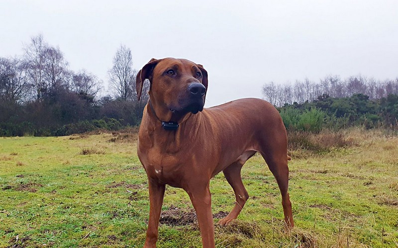 S d-control professional 1000 ONE som veľmi spokojný!