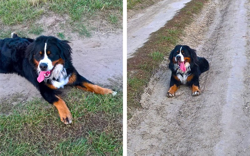 Úžasná sloboda a voľnosť nielen pre psa