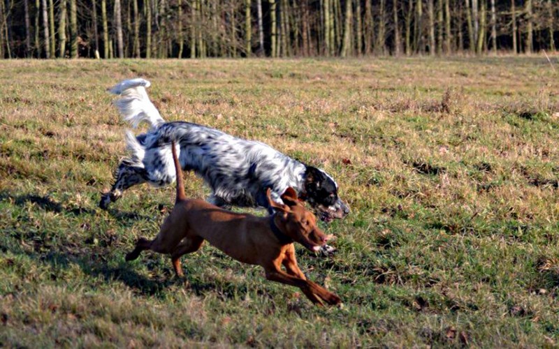 O produktoch Dogtrace - druhá časť