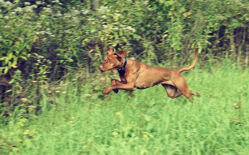 O produktoch Dogtrace - Epizóda 5. Načasovanie...