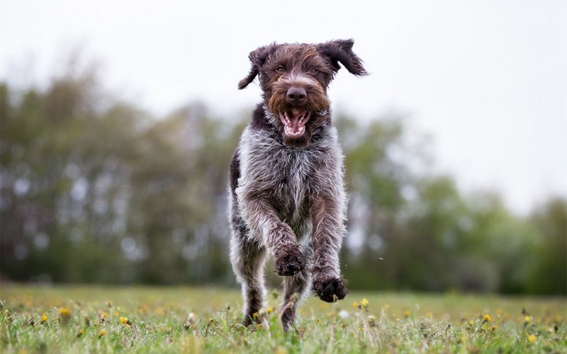 O produktoch Dogtrace - Štvrtá epizóda. Privolanie...