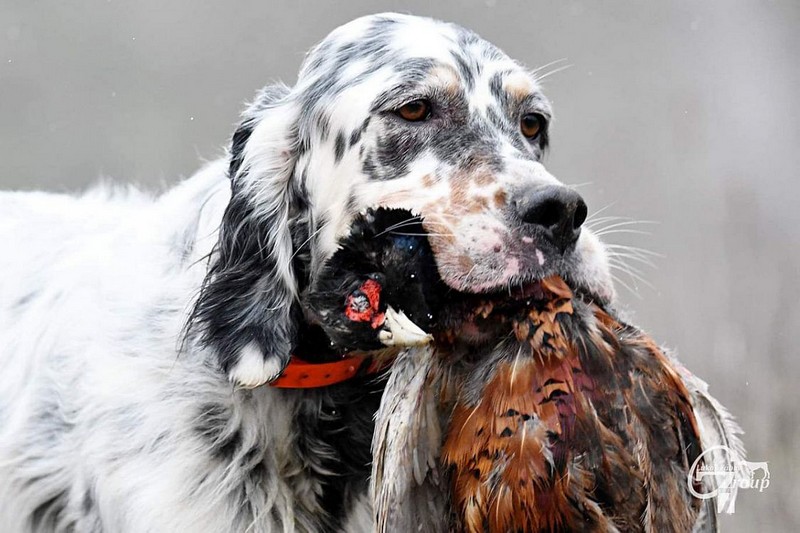 Obojok už niekoľkokrát zachránil psovi život