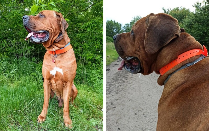 Zajac a iné zvieratá už o nás nebudú rozhodovať