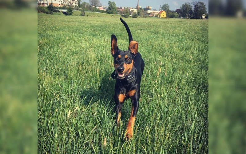 Dancer už po hre nebehá. Naučil som ho zavolať na pípnutie.