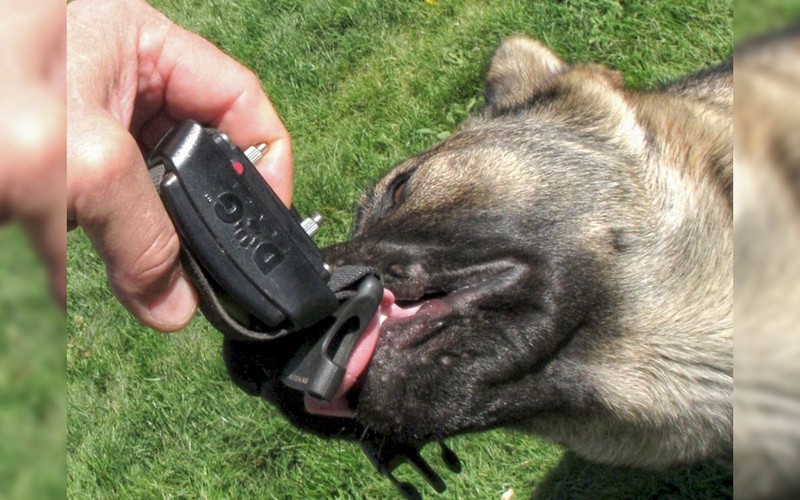 Svoj prvý obojok som si kúpil pred 12 rokmi